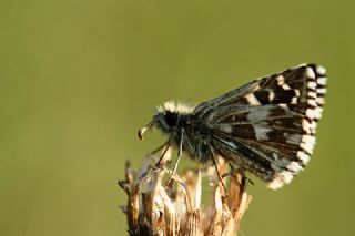 Ebegmeci Zpzp (Pyrgus malvae)