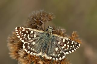 Ebegmeci Zpzp (Pyrgus malvae)