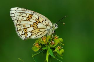 Uygur Melikesi (Melanargia russiae)