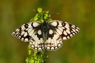 Uygur Melikesi (Melanargia russiae)