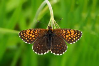 Kafkasyal Amannisa (Mellicta  caucasogenita)