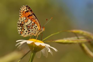 Cezayirli �parhan&nbsp;(Melitaea&nbsp;ornata)