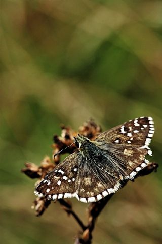 spanyol Zpzp (Pyrgus armoricanus)