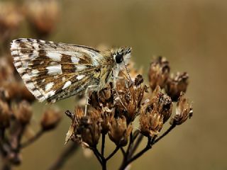 spanyol Zpzp (Pyrgus armoricanus)