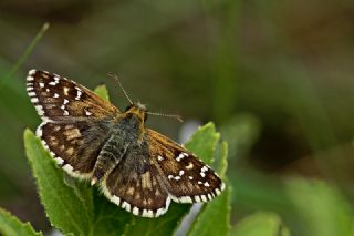 spanyol Zpzp (Pyrgus armoricanus)