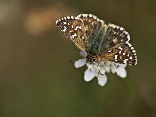 spanyol Zpzp (Pyrgus armoricanus)