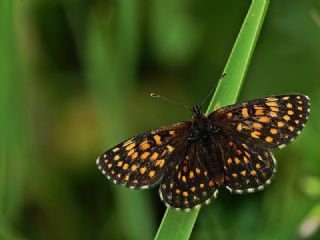 Funda parhan (Melitaea irka)