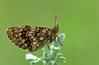 Funda parhan (Melitaea irka)