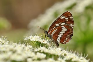 Szlen Karakz (Neptis rivularis)