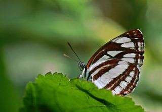 YURTDISI, Szlen Planrc (Neptis sappho)