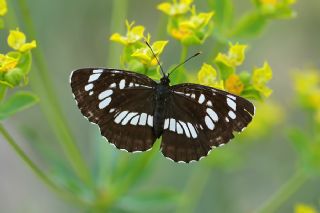 Szlen Karakz (Neptis rivularis)