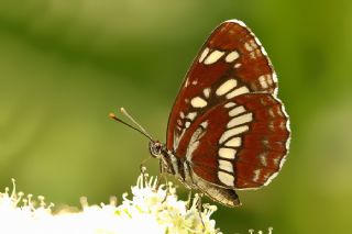 Szlen Karakz (Neptis rivularis)