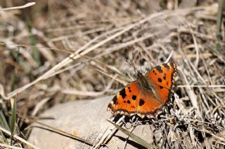Karaaa Nimfalisi (Inachis polychloros)