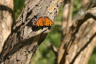 Karaaa Nimfalisi (Nymphalis polychloros)