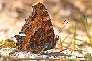 Sar Ayakl Nimfalis (Aglais xanthomelas)