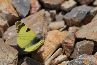 Do�u Elfinstonyas�&nbsp;(Euchloe&nbsp;penia)