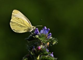 Yalanc Beyazmelek (Pieris pseudorapae)