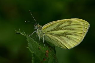 Yalanc Beyazmelek (Pieris pseudorapae)