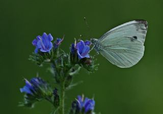 Yalanc Beyazmelek (Pieris pseudorapae)