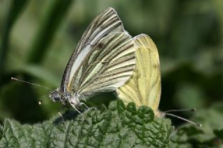 Yalanc Beyazmelek (Pieris pseudorapae)