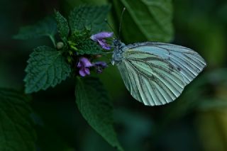 Yalanc Beyazmelek (Pieris pseudorapae)