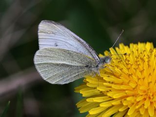 Kk Beyazmelek (Pieris rapae)