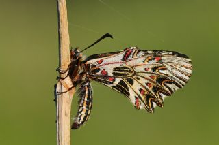 Gney Fistosu (Zerynthia polyxena)