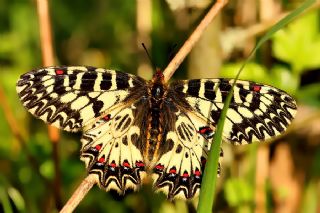 Gney Fistosu (Zerynthia polyxena)