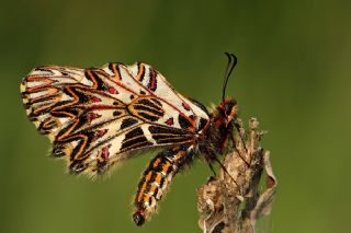 Gney Fistosu (Zerynthia polyxena)