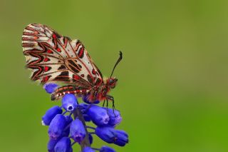 Gney Fistosu (Zerynthia polyxena)