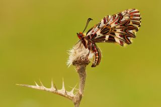 Gney Fistosu (Zerynthia polyxena)
