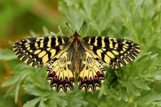 Gney Fistosu (Zerynthia polyxena)