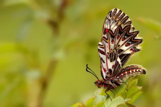 G�ney Fistosu&nbsp;(Zerynthia&nbsp;polyxena)