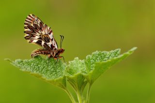 Gney Fistosu (Zerynthia polyxena)