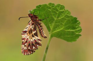 Gney Fistosu (Zerynthia polyxena)