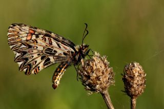 Gney Fistosu (Zerynthia polyxena)