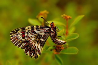 Gney Fistosu (Zerynthia polyxena)