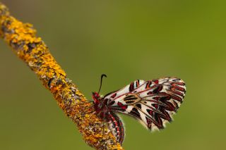 G�ney Fistosu&nbsp;(Zerynthia&nbsp;polyxena)