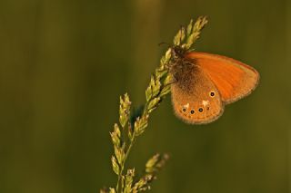 Orman Zpzp Perisi (Coenonympha glycerion)