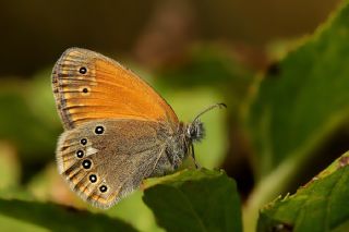 Orman Zpzp Perisi (Coenonympha glycerion)