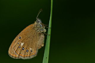 Orman Zpzp Perisi (Coenonympha glycerion)