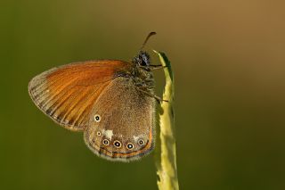 Orman Zpzp Perisi (Coenonympha glycerion)