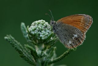 Orman Zpzp Perisi (Coenonympha glycerion)