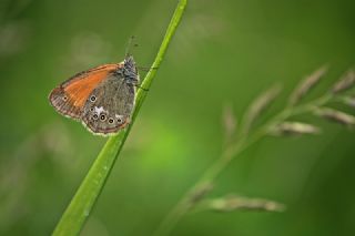 Orman Zpzp Perisi (Coenonympha glycerion)