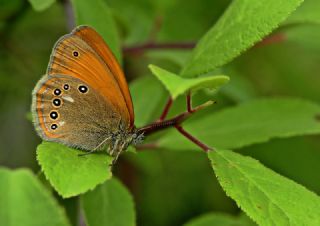 Orman Zpzp Perisi (Coenonympha glycerion)