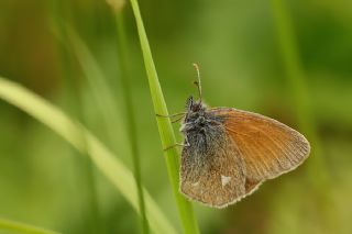 Orman Zpzp Perisi (Coenonympha glycerion)