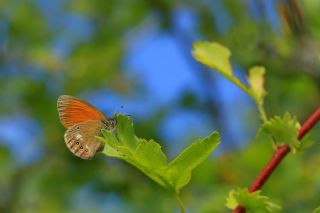 Orman Zpzp Perisi (Coenonympha glycerion)