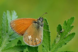 Orman Zpzp Perisi (Coenonympha glycerion)