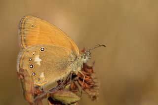 Orman Zpzp Perisi (Coenonympha glycerion)