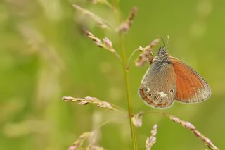 Orman Zpzp Perisi (Coenonympha glycerion)